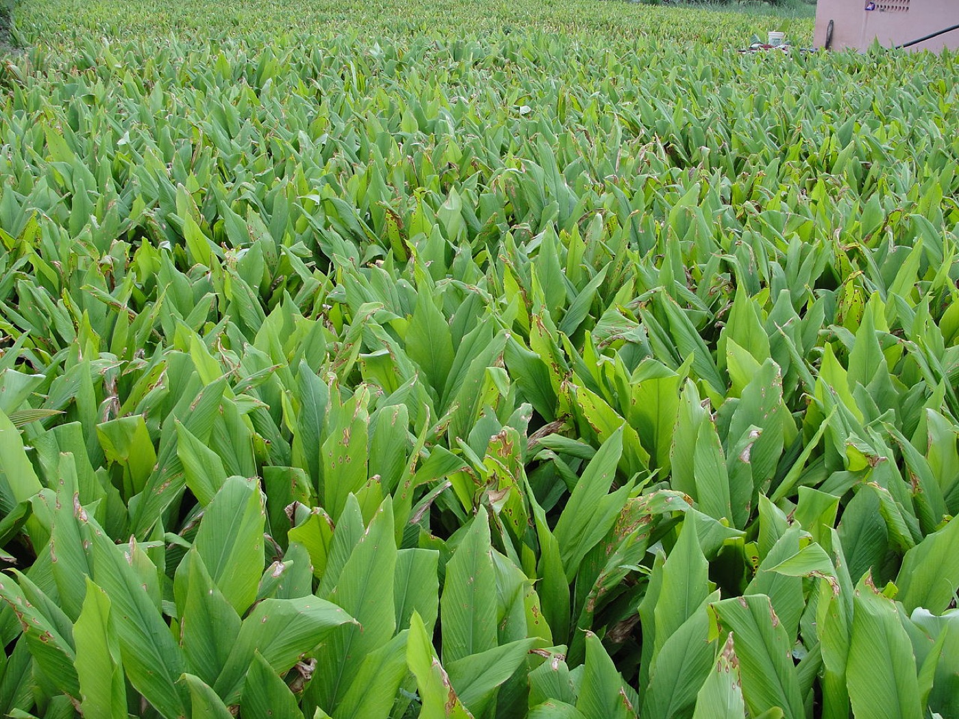 Turmeric field in Andhra Pradesh — Aethon Overseas turmeric & chilli sourcing region