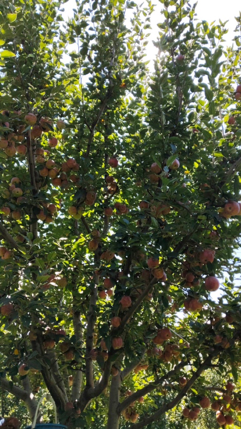 Apple harvest in Himachal Pradesh — Aethon Overseas mountain produce sourcing region