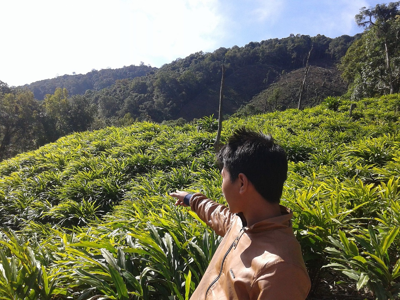 Cardamom plantation in the Western Ghats — Aethon Overseas Kerala spice sourcing region