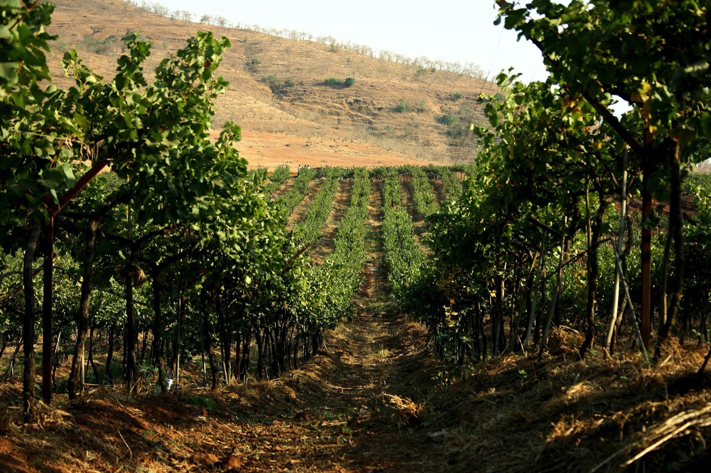 Vineyard in Nashik, Maharashtra — Aethon Overseas table-fruit sourcing region