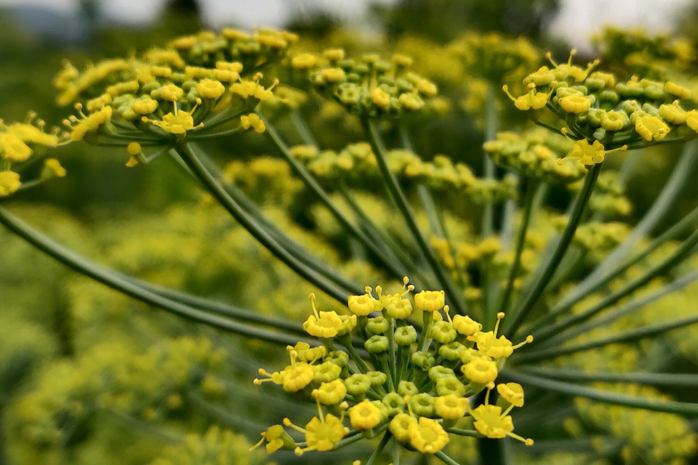 Fennel farming in Rajasthan — Aethon Overseas spice sourcing region