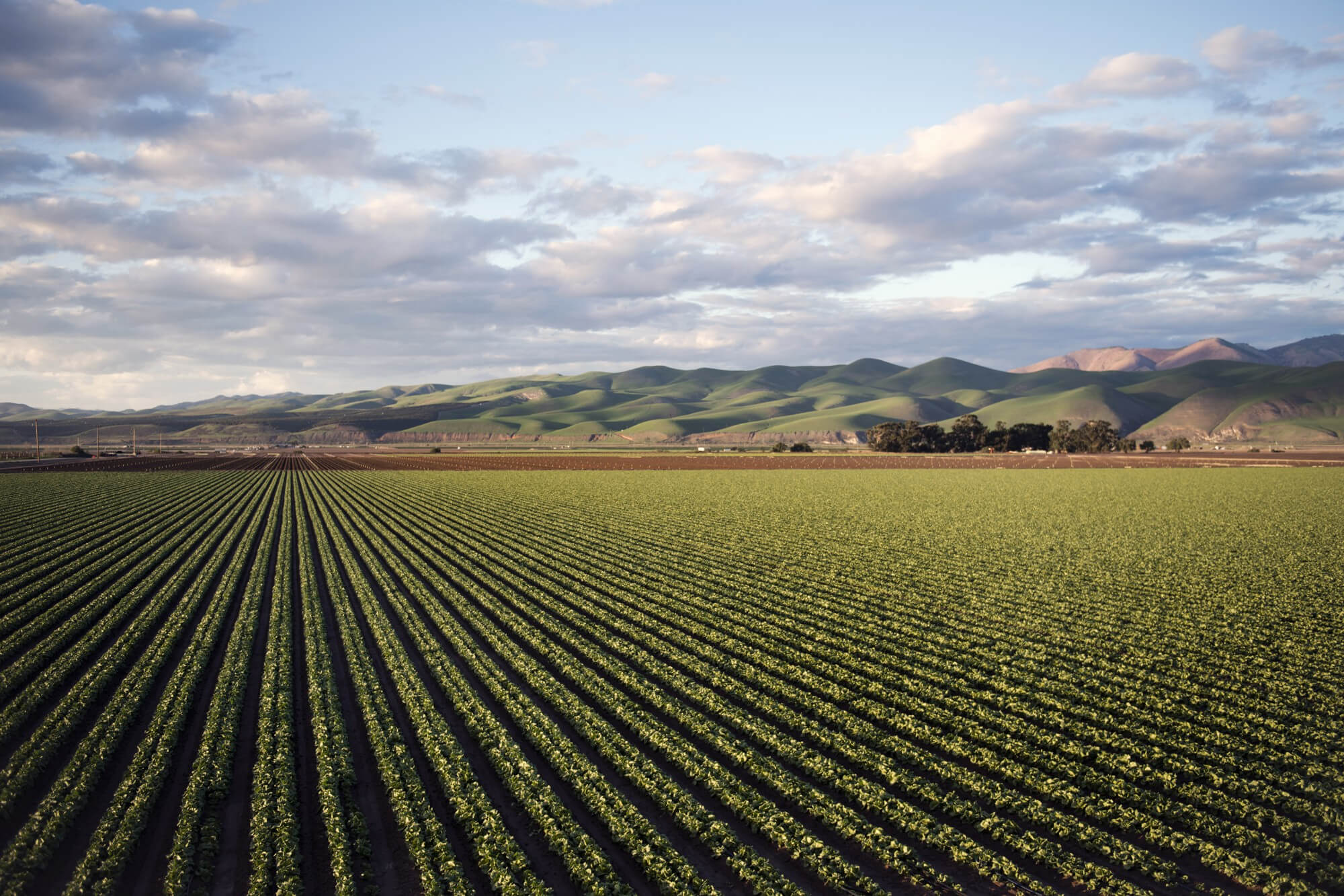 Golden wheat field at sunset — Aethon Overseas sources directly from India's finest agricultural belts