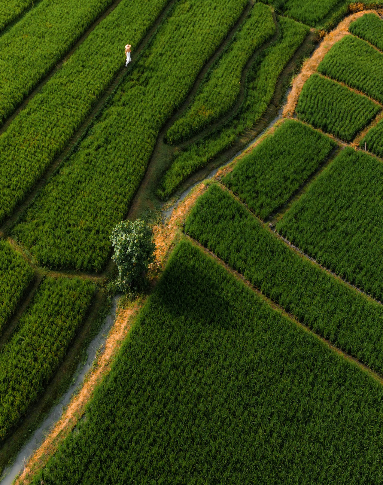 Indian farmers inspecting a green crop field — Aethon Overseas direct sourcing mission