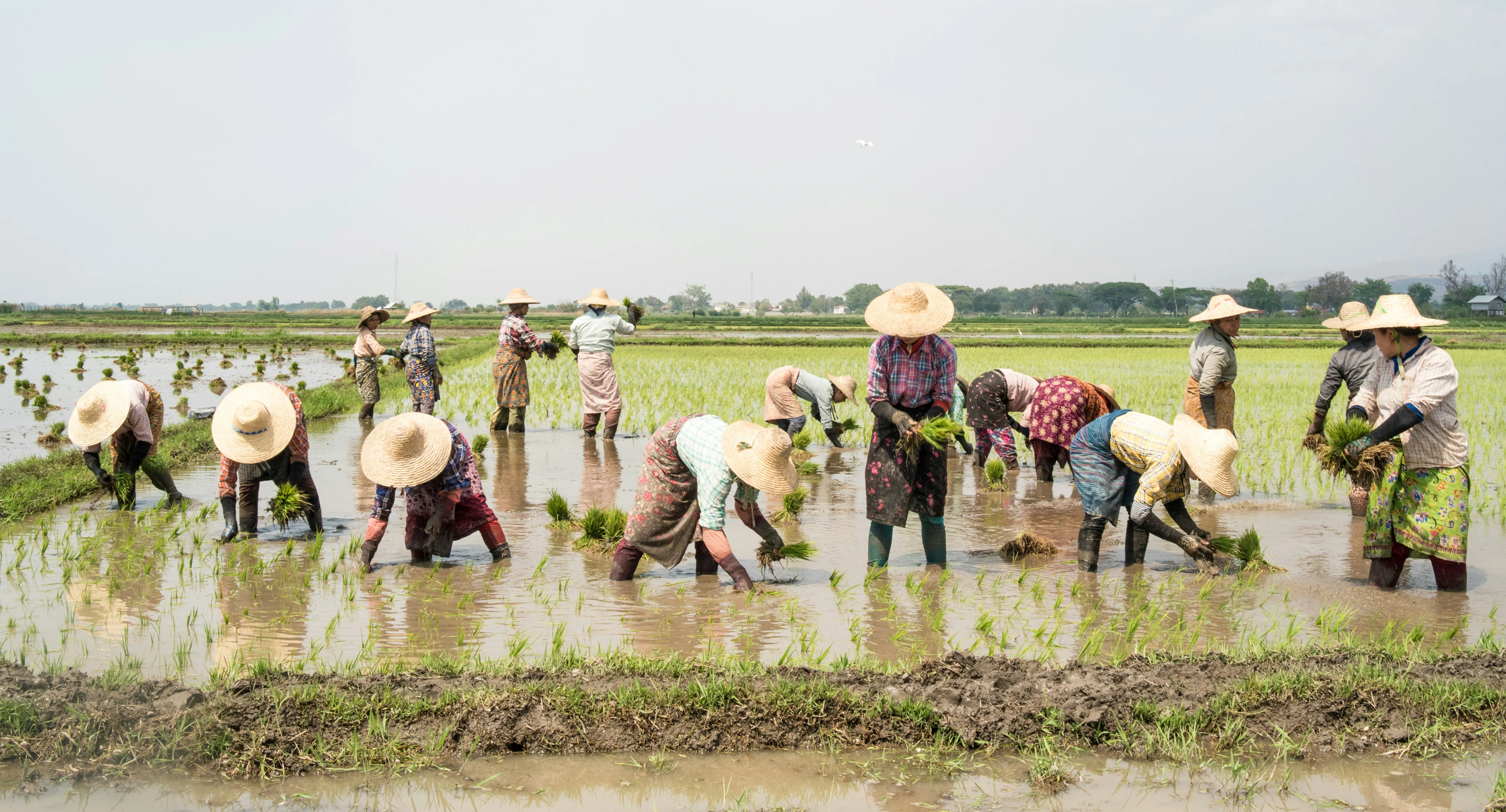 Farmer Network